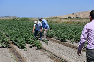 Farms have been visited in the Gediz Basin that  may be suitable fort he farm demonstrations and field days.